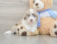 6 week old Mini Sheepadoodle Puppy For Sale - Simply Southern Pups