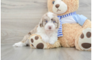 Best Mini Sheepadoodle Baby