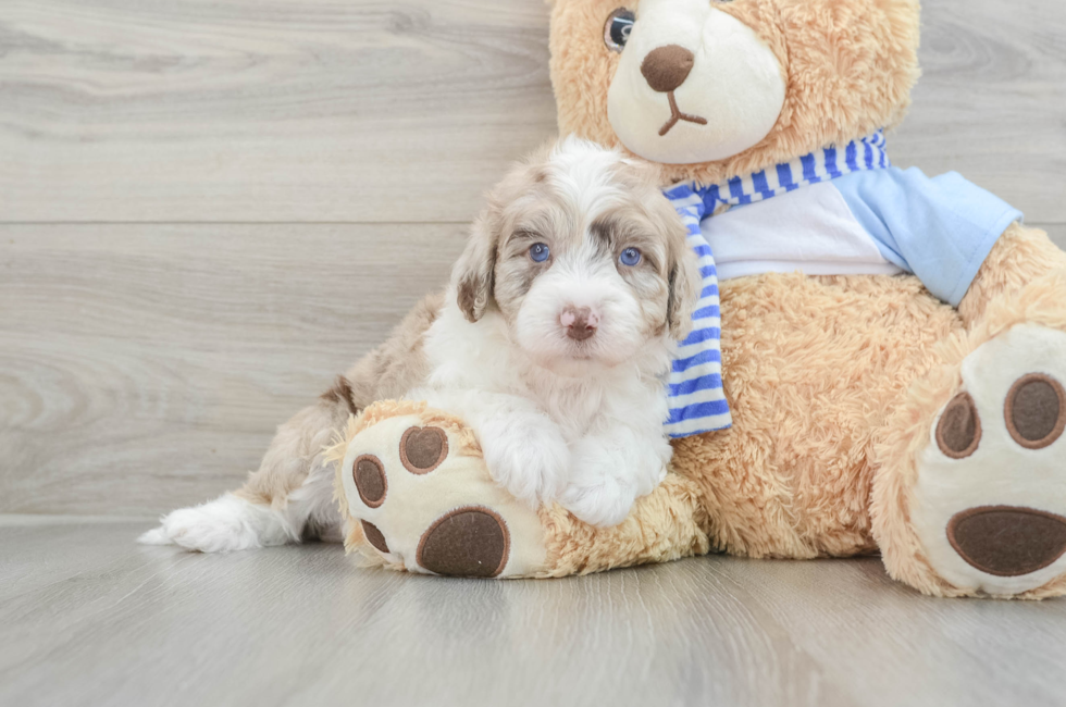 5 week old Mini Sheepadoodle Puppy For Sale - Simply Southern Pups