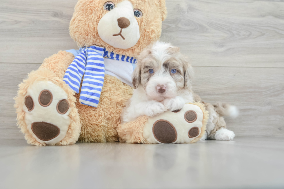 Best Mini Sheepadoodle Baby