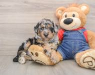5 week old Mini Sheepadoodle Puppy For Sale - Simply Southern Pups