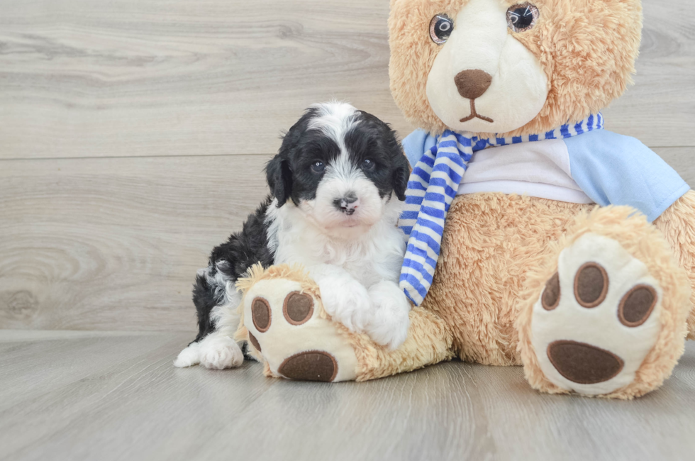 5 week old Mini Sheepadoodle Puppy For Sale - Simply Southern Pups