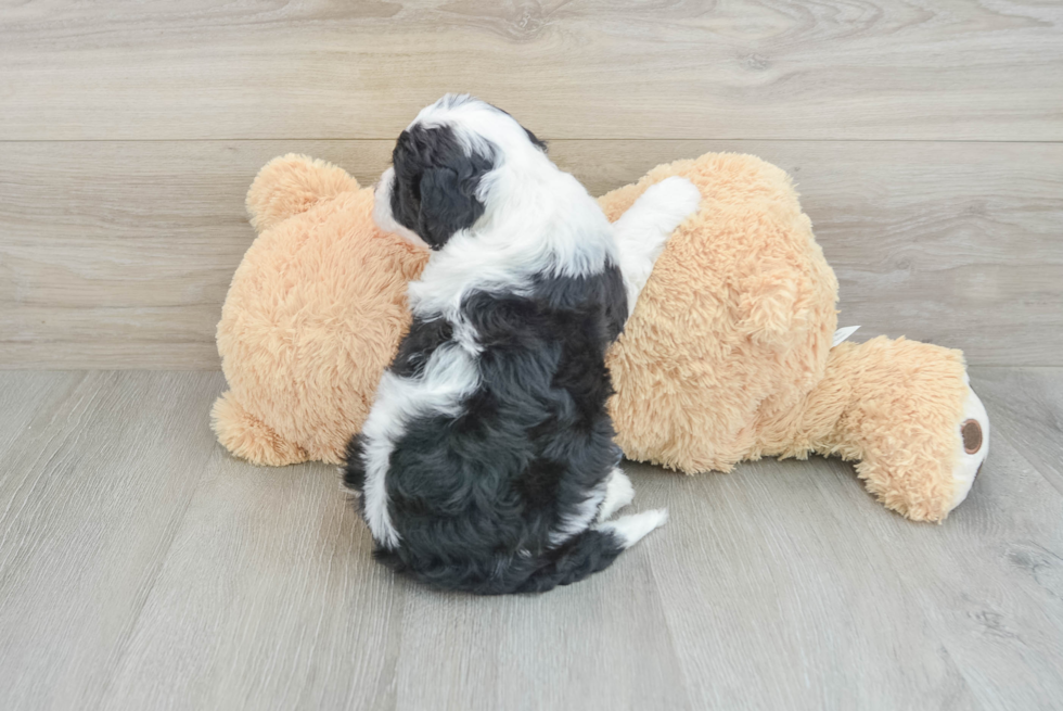 Little Sheeppoo Poodle Mix Puppy