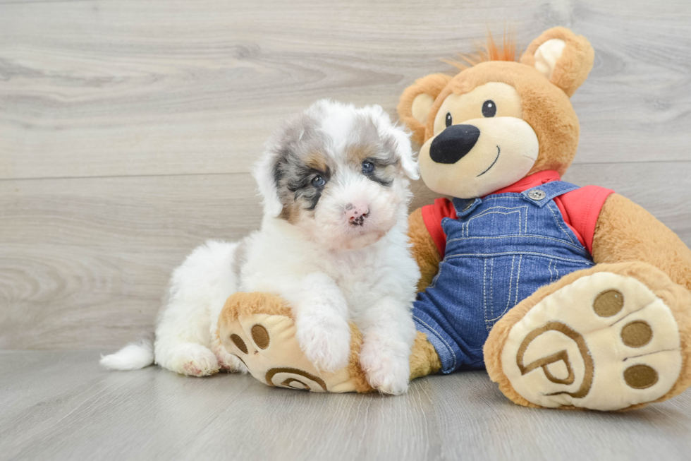 Mini Sheepadoodle Pup Being Cute