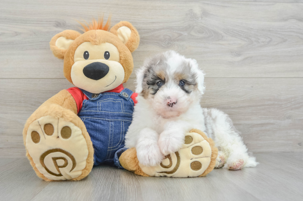 8 week old Mini Sheepadoodle Puppy For Sale - Simply Southern Pups