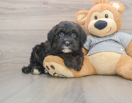 5 week old Mini Sheepadoodle Puppy For Sale - Simply Southern Pups