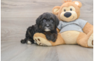 Funny Mini Sheepadoodle Poodle Mix Pup
