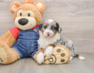 5 week old Mini Sheepadoodle Puppy For Sale - Simply Southern Pups