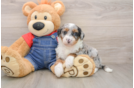 Smart Mini Sheepadoodle Poodle Mix Pup