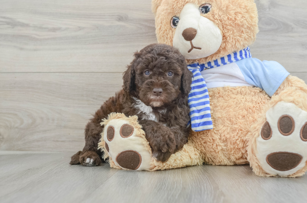 6 week old Mini Sheepadoodle Puppy For Sale - Simply Southern Pups