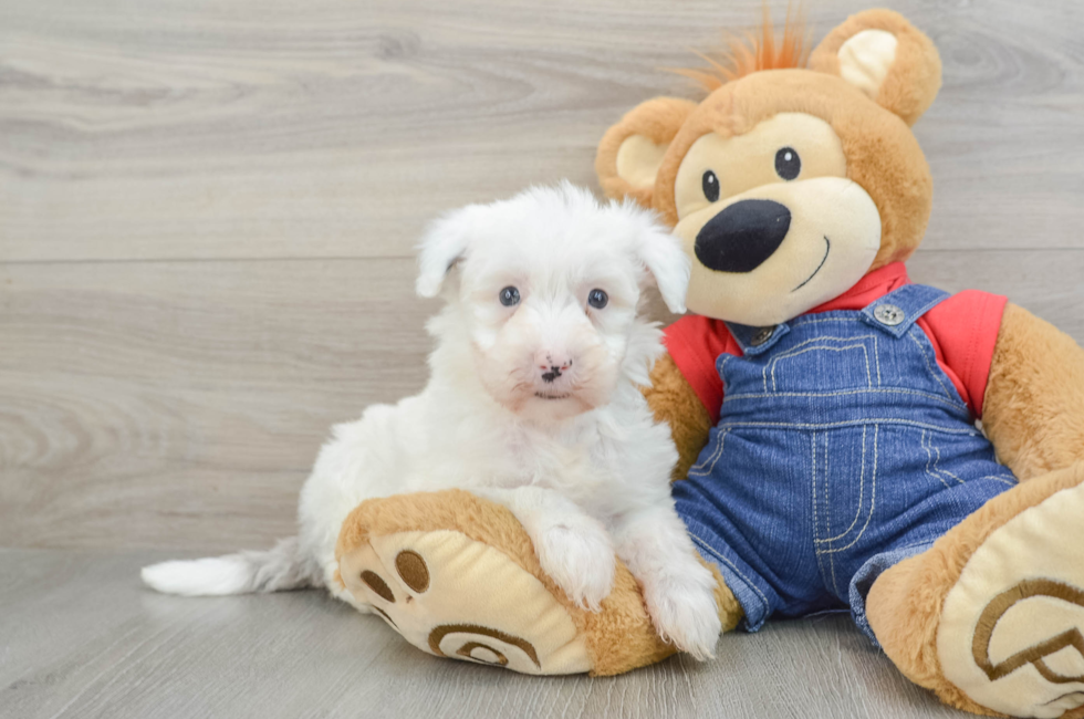 8 week old Mini Sheepadoodle Puppy For Sale - Simply Southern Pups