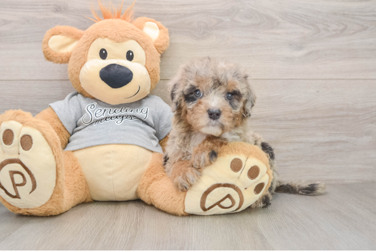 Mini Sheepadoodle Puppy for Adoption