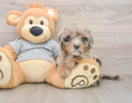 7 week old Mini Sheepadoodle Puppy For Sale - Simply Southern Pups