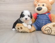 6 week old Mini Sheepadoodle Puppy For Sale - Simply Southern Pups