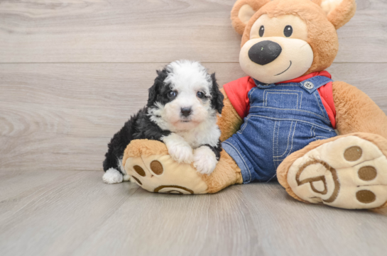 Sweet Mini Sheepadoodle Baby