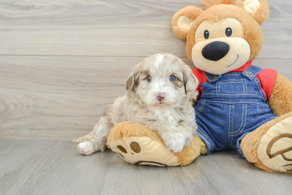 Best Mini Sheepadoodle Baby