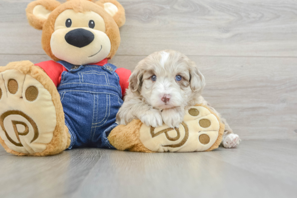 Playful Sheepdoodle Poodle Mix Puppy