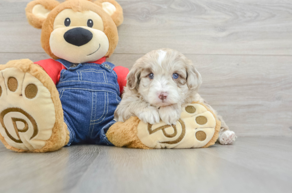 7 week old Mini Sheepadoodle Puppy For Sale - Simply Southern Pups