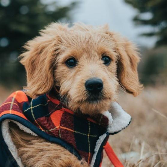 Mini Goldendoodle Red Coat