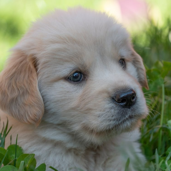 Charming Mini Goldendoodle Puppy On Green Grass Mini Goldendoodle Wavy Coat