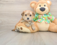 6 week old Morkie Puppy For Sale - Simply Southern Pups