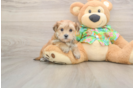Friendly Morkie Baby