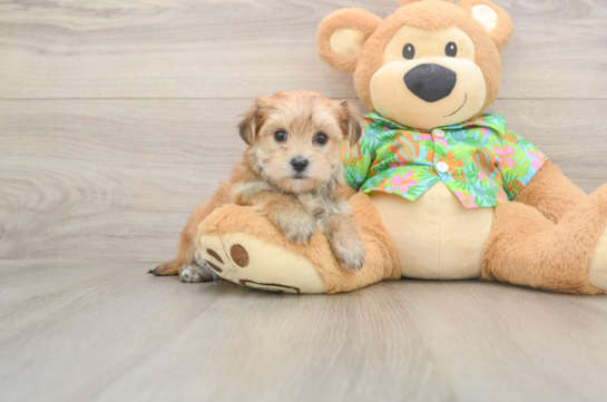 Friendly Morkie Baby