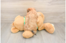 Energetic Malki Designer Puppy