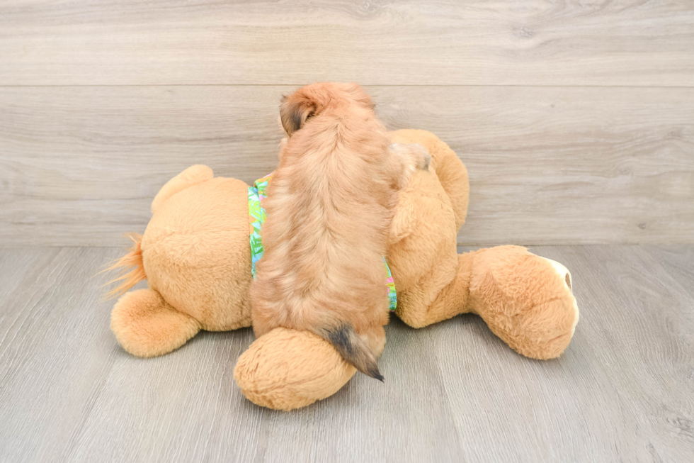 Energetic Malki Designer Puppy