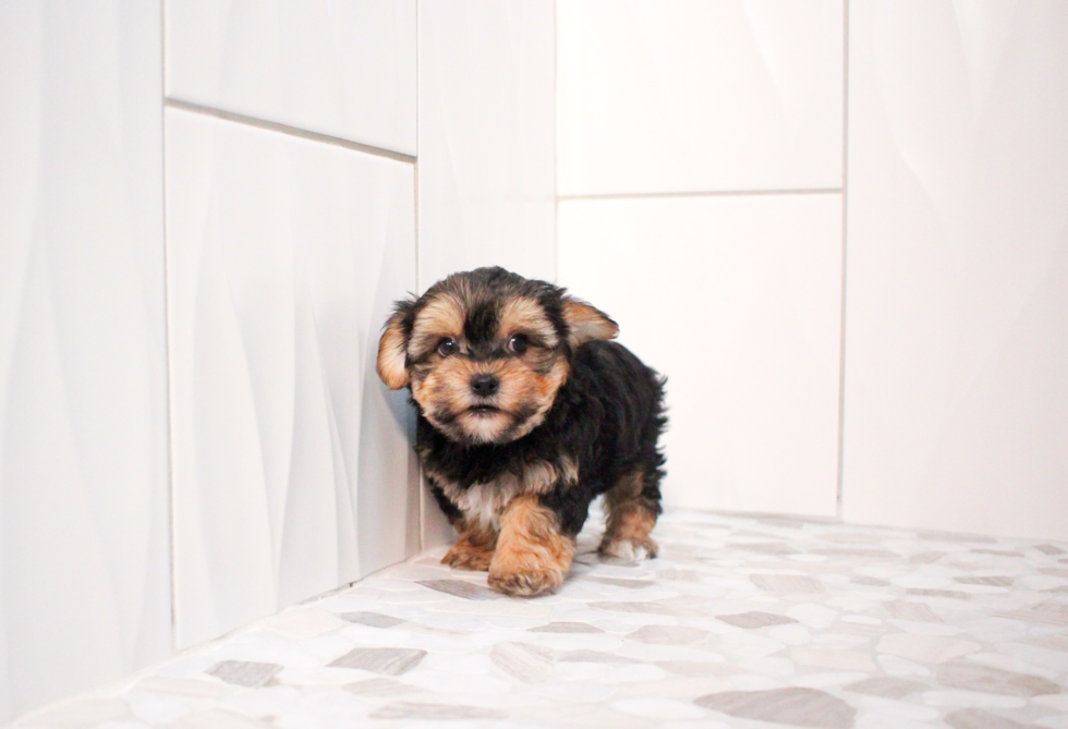 Cute Morkie Baby