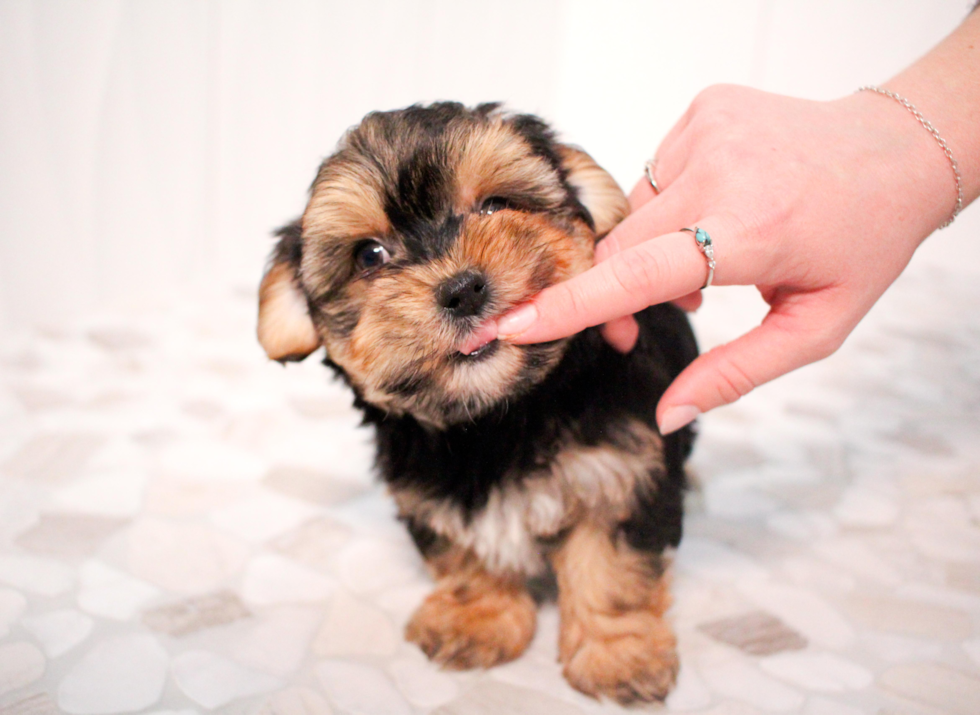 Morkie Pup Being Cute