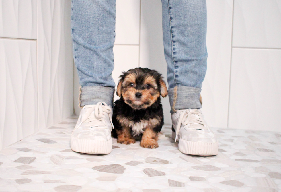 Cute Morkie Baby