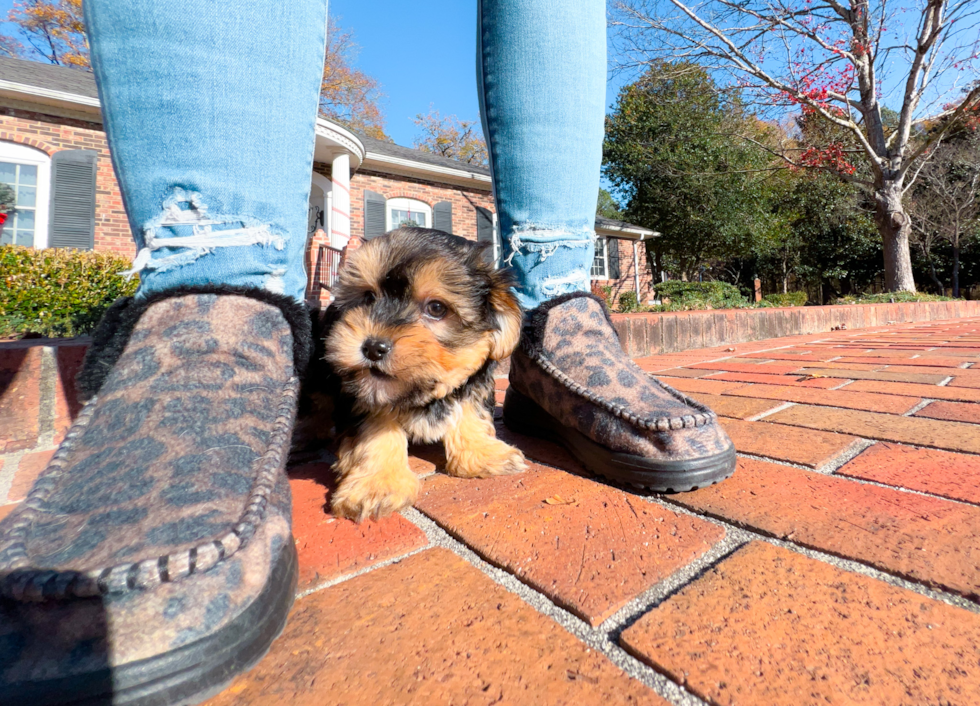 Best Morkie Baby