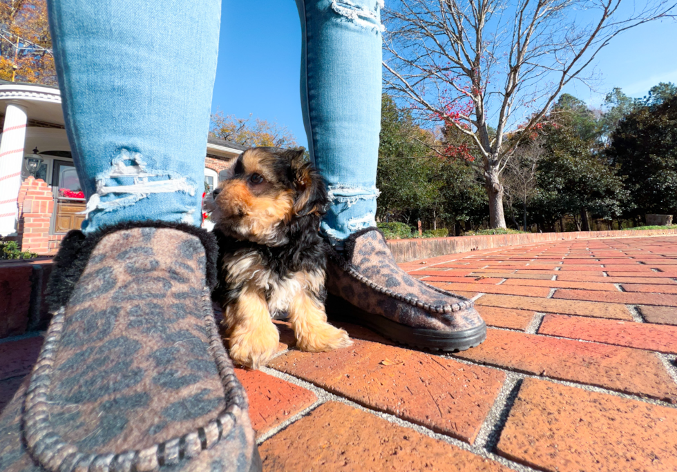 Morkie Pup Being Cute