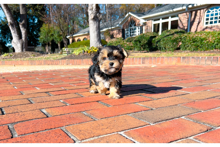Morkie Pup Being Cute