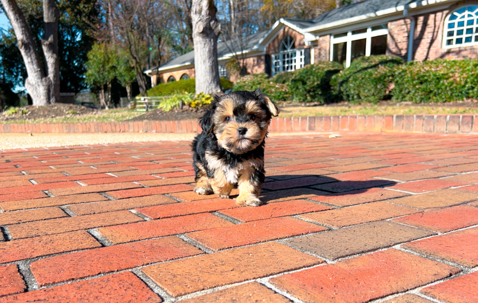 Morkie Pup Being Cute