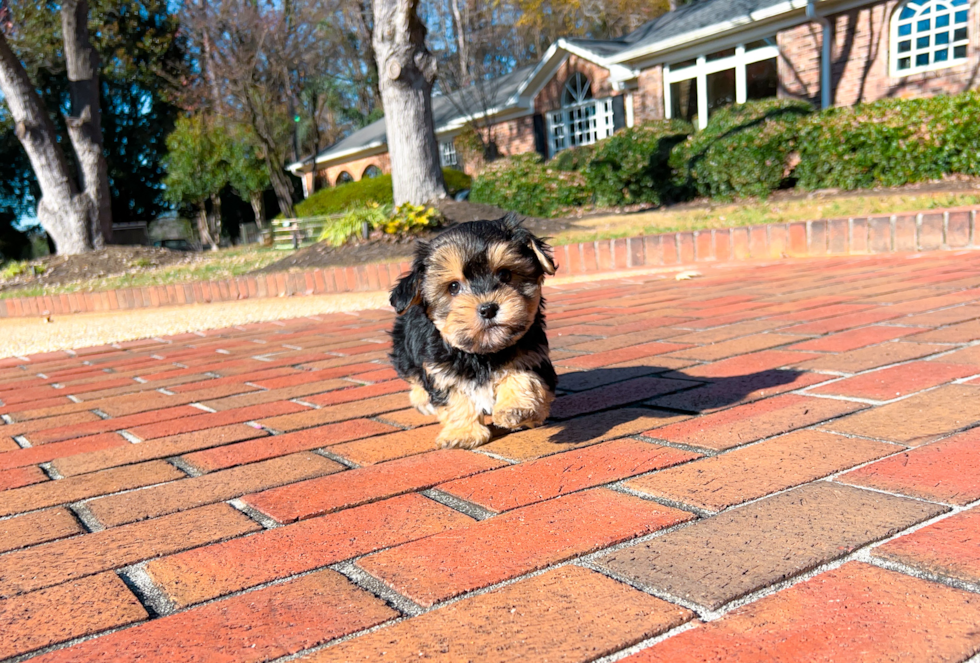 Morkie Puppy for Adoption