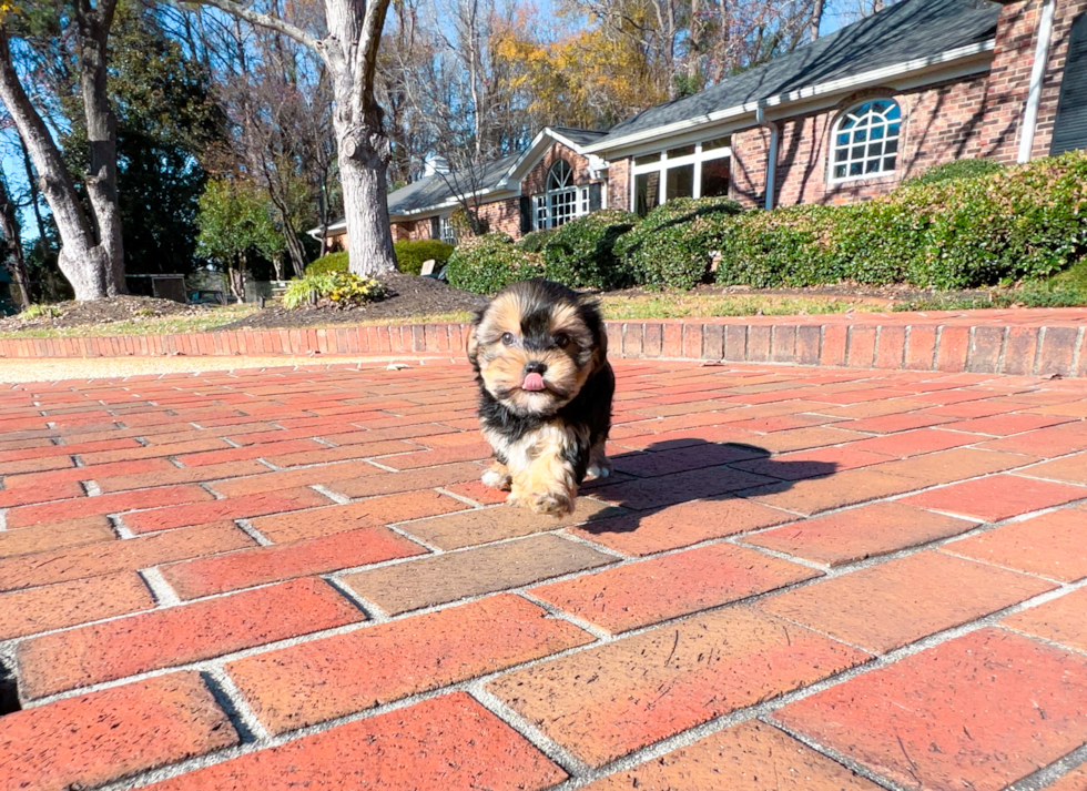 Morkie Puppy for Adoption