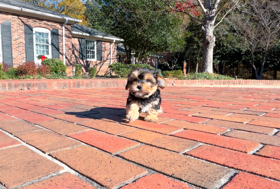 Cute Yorkie Designer Puppy