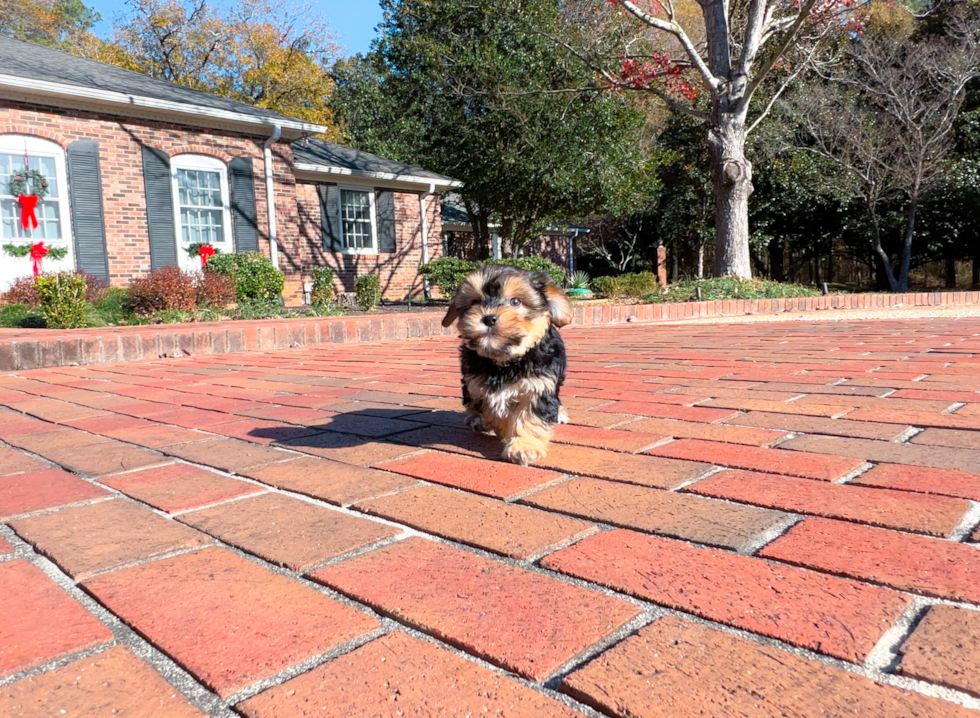Morkie Puppy for Adoption