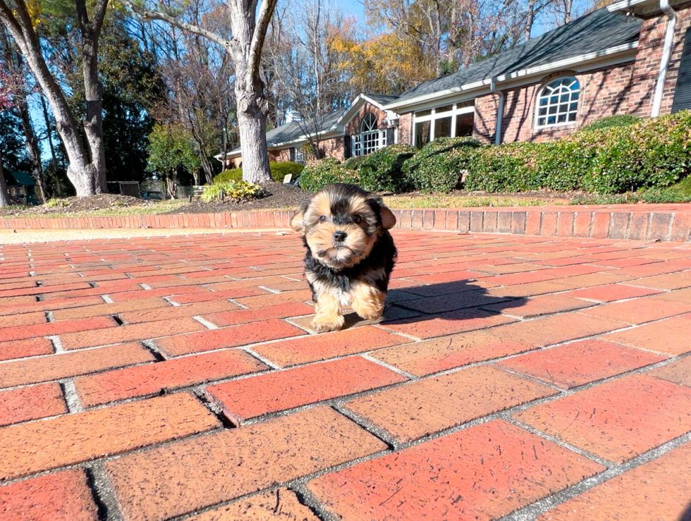 Morkie Puppy for Adoption