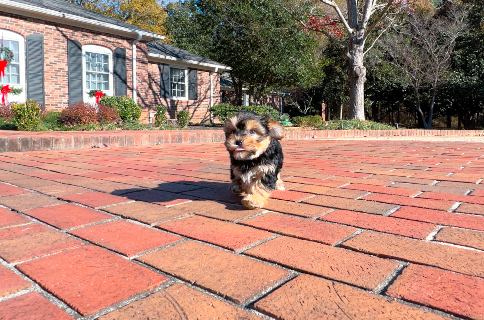 Best Morkie Baby