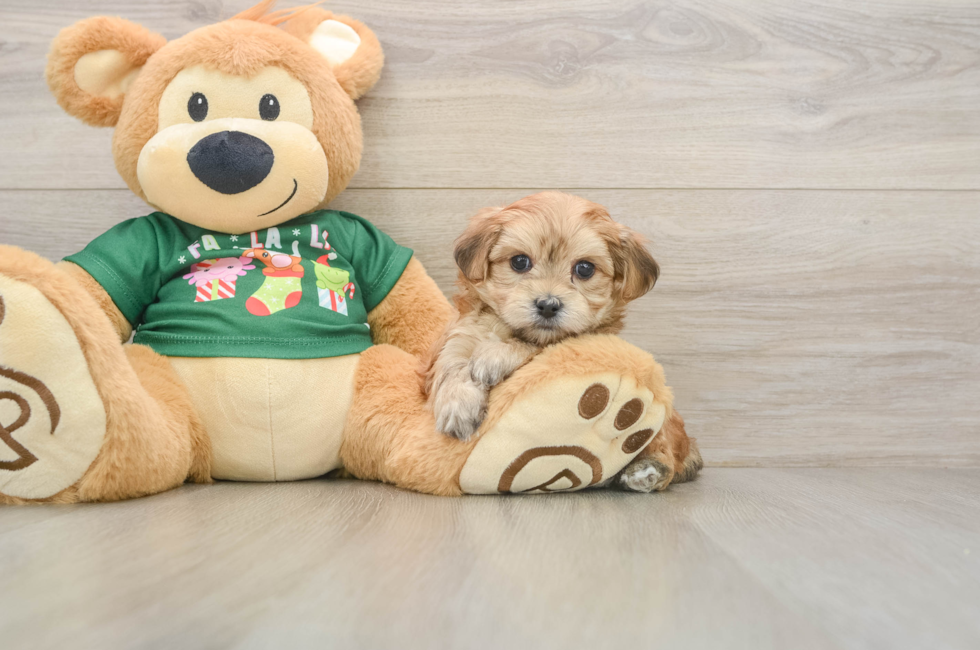 5 week old Morkie Puppy For Sale - Simply Southern Pups