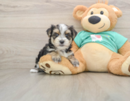 6 week old Morkie Puppy For Sale - Simply Southern Pups