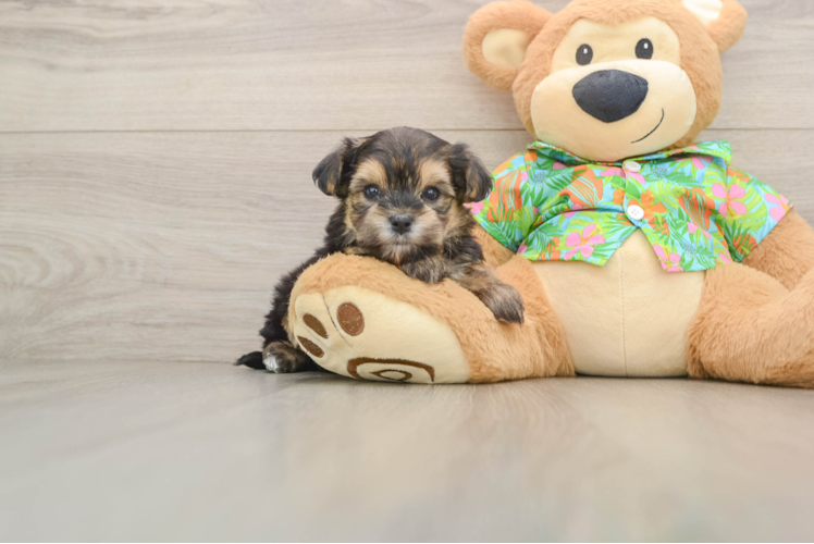 Sweet Morkie Baby