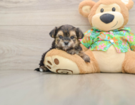 5 week old Morkie Puppy For Sale - Simply Southern Pups