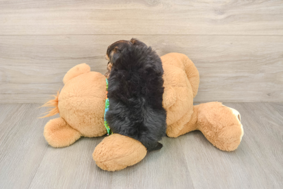 Best Morkie Baby