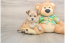 Best Morkie Baby