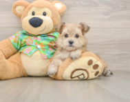 6 week old Morkie Puppy For Sale - Simply Southern Pups