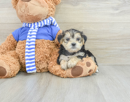 8 week old Morkie Puppy For Sale - Simply Southern Pups